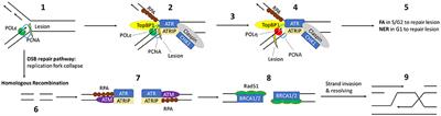 Loss of Genome Fidelity: Beta HPVs and the DNA Damage Response